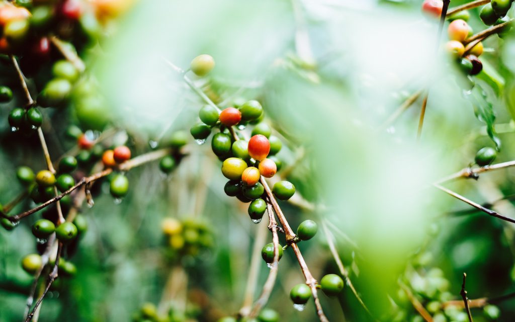 ripe and unripe coffee cherries on a branch