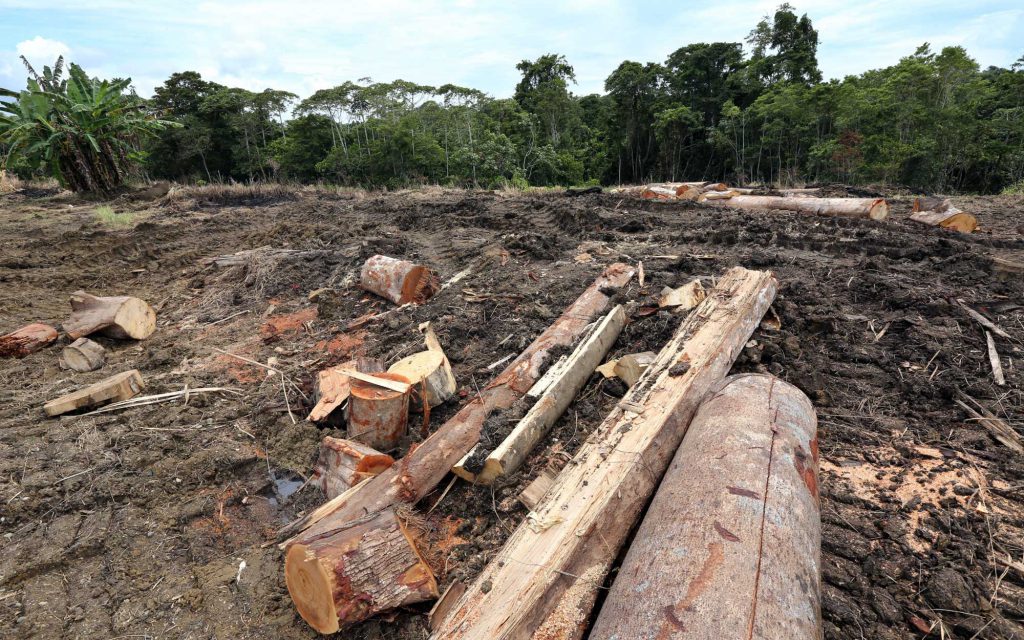 The aftermath of deforestation for unsustainable farming practices.