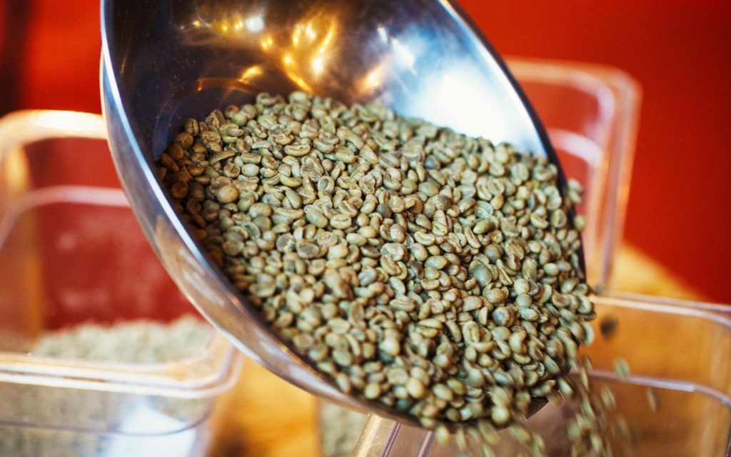 A roaster pours green coffee beans into a plastic container.