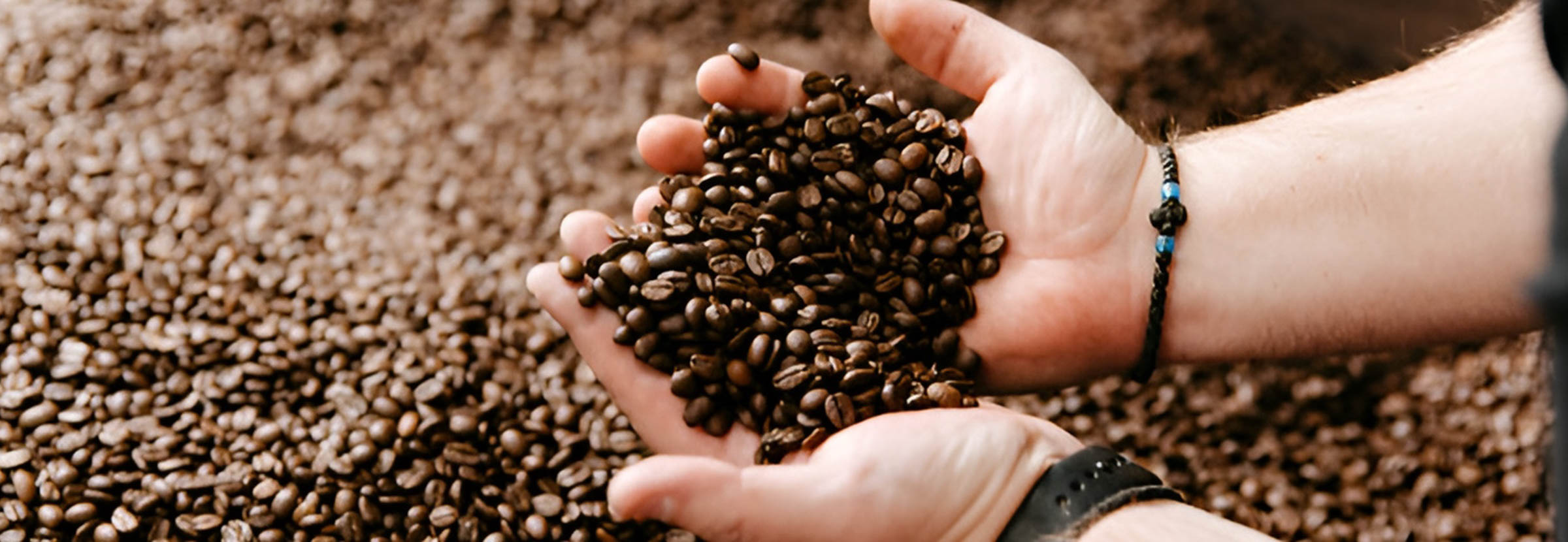 A coffee roaster holds roasted coffee in their hands.