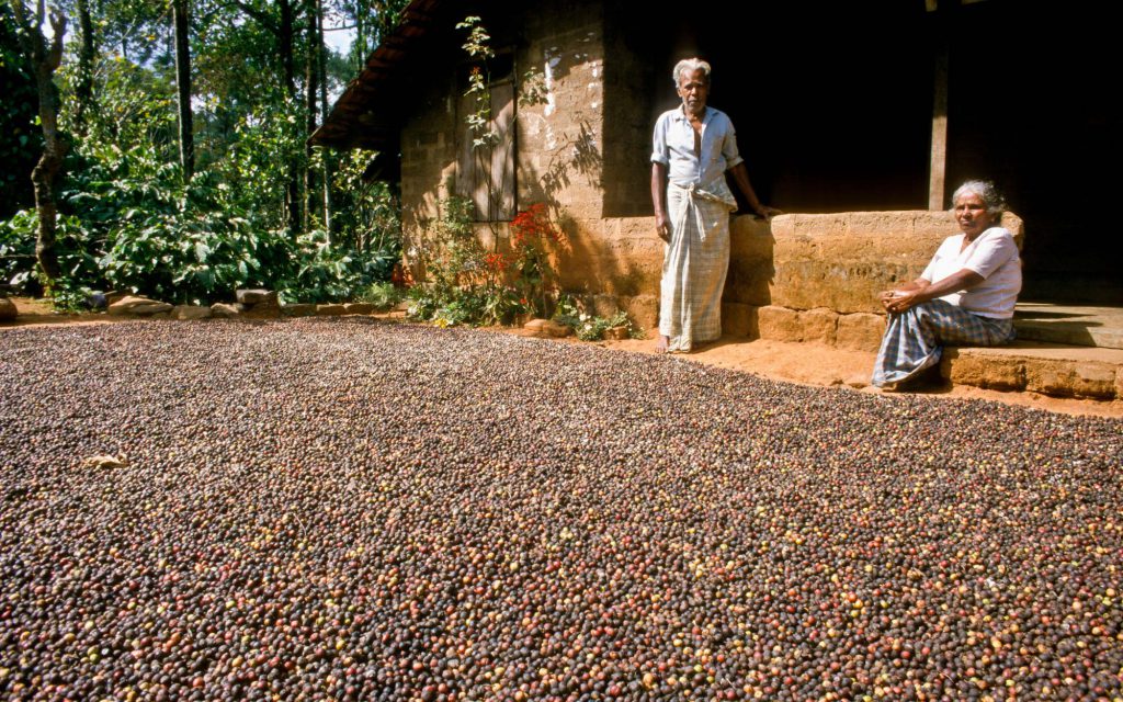 Indian coffee farmers dry coffee cherries on a patio.