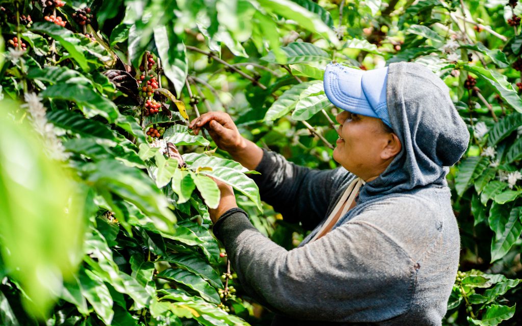 A coffee producer inspects coffee cherries on a branch.