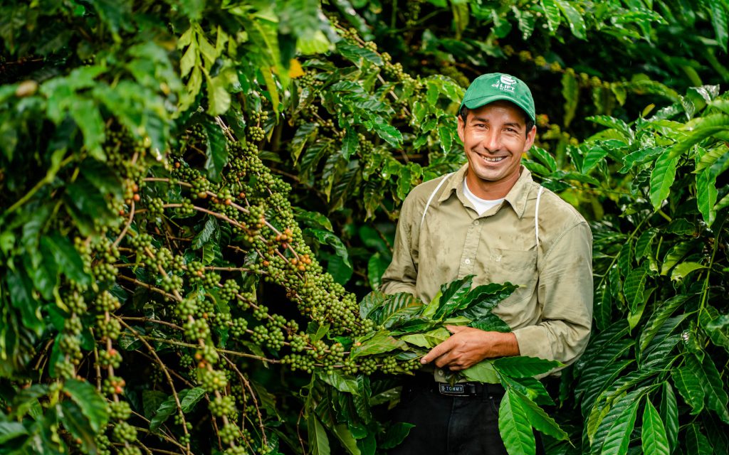 A coffee producer in Nicaragua inspects green coffee cherries on branches.