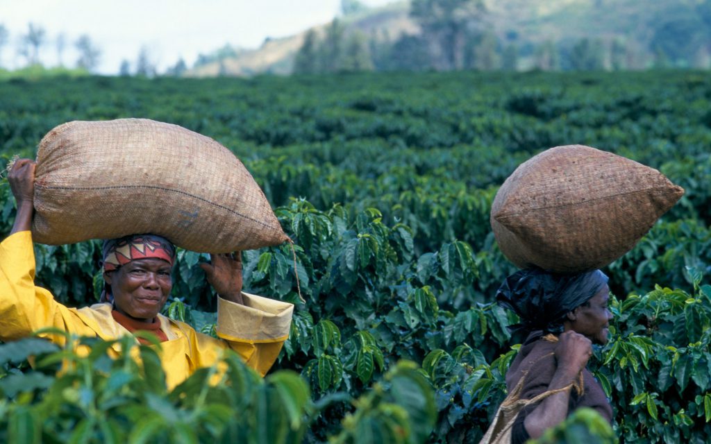 Two African women carry sacks of harvested coffee on their heads.